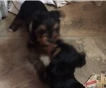 Small Photo #8 Yorkshire Terrier Puppy For Sale in BUNNELL, FL, USA