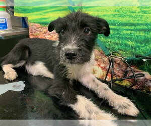 Mutt Dogs for adoption in Moreno Valley, CA, USA