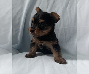Yorkshire Terrier Puppy for sale in SAN JOSE, CA, USA