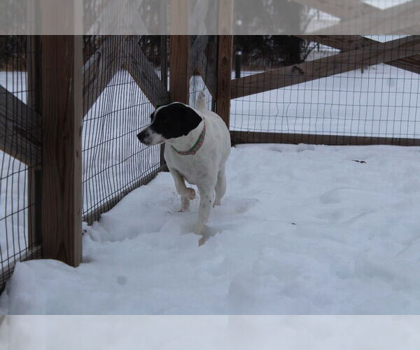 Medium Photo #4 Pointer-Unknown Mix Puppy For Sale in Chestertown, MD, USA