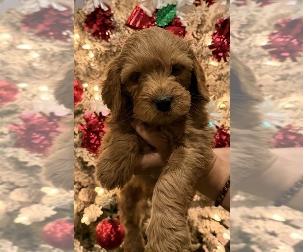 Medium Photo #2 Goldendoodle (Miniature) Puppy For Sale in CHULA VISTA, CA, USA