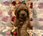 Small #1 Goldendoodle (Miniature)