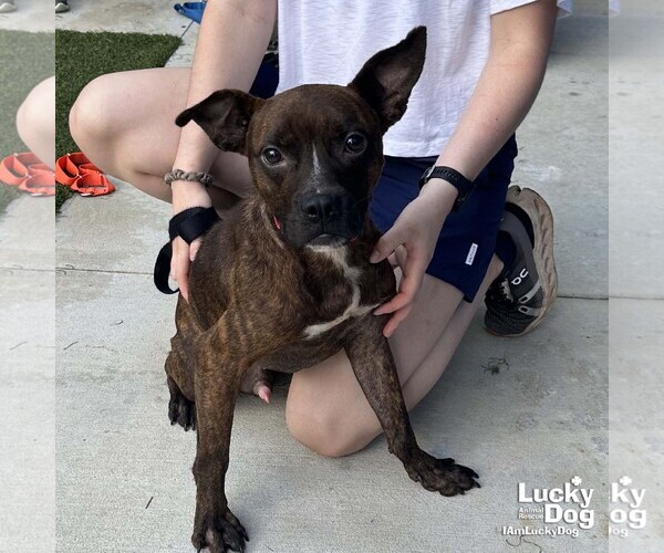 Medium Photo #2 Boston Terrier-Unknown Mix Puppy For Sale in Washington, DC, USA