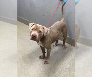 Mutt Dogs for adoption in Las Vegas, NV, USA