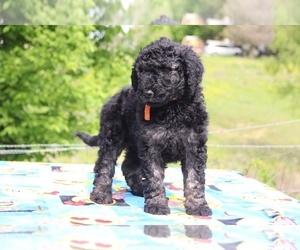 Goldendoodle Puppy for sale in UNION CITY, TN, USA