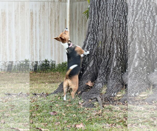 Medium Photo #6 Beagle Puppy For Sale in Tampa, FL, USA