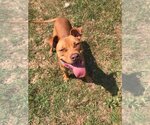 Small Staffordshire Bull Terrier Mix