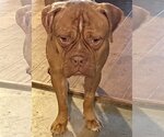 Small Photo #1 Boxer-Dogue de Bordeaux Mix Puppy For Sale in  Katy, TX, USA