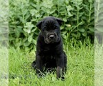 Image preview for Ad Listing. Nickname: Clyde