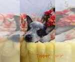 Small Photo #3 Mutt Puppy For Sale in Foristell, MO, USA