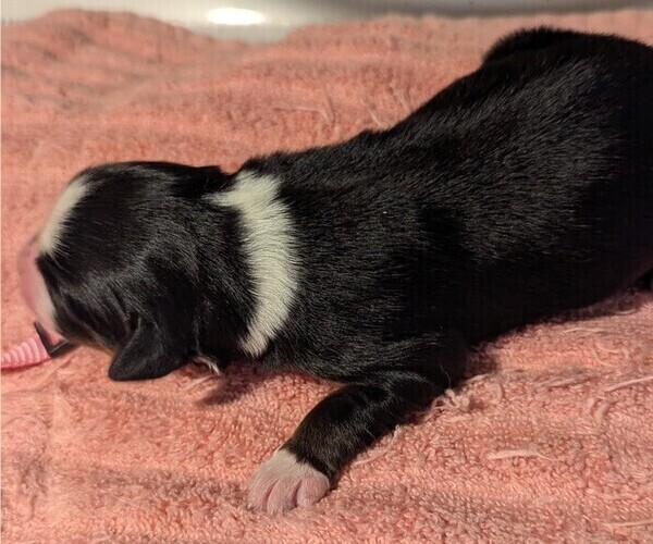 Medium Photo #47 Australian Shepherd Puppy For Sale in SYLVA, NC, USA