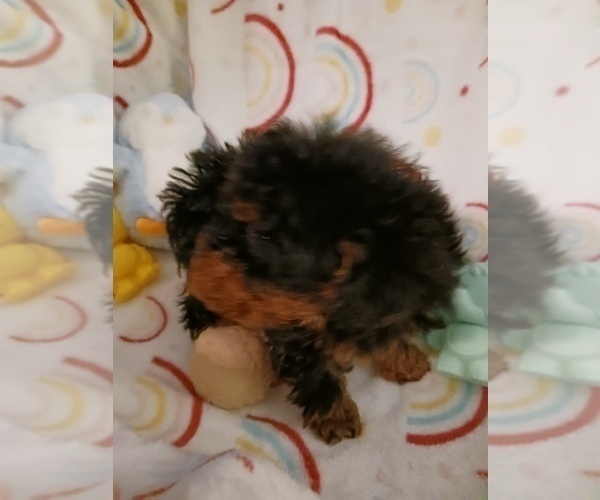 Medium Photo #1 Poodle (Toy) Puppy For Sale in SAVANNAH, GA, USA