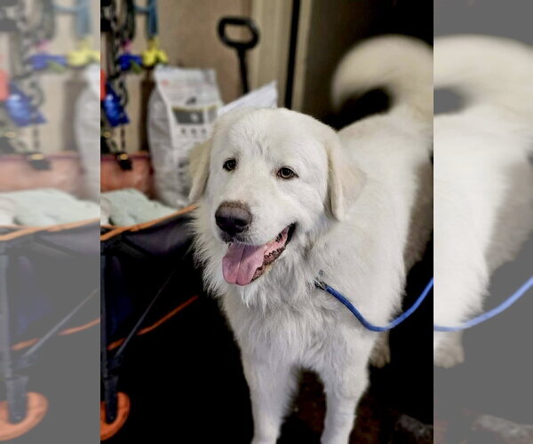 Medium Photo #7 Great Pyrenees Puppy For Sale in Spring, TX, USA