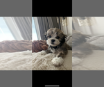 Small Photo #2 Zuchon Puppy For Sale in RICHMOND, KY, USA