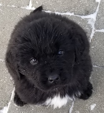 Medium Photo #1 Newfoundland Puppy For Sale in DEXTER, MI, USA