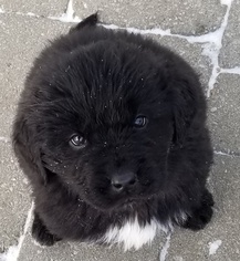 Newfoundland Puppy for sale in DEXTER, MI, USA