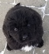 Small Photo #1 Newfoundland Puppy For Sale in DEXTER, MI, USA