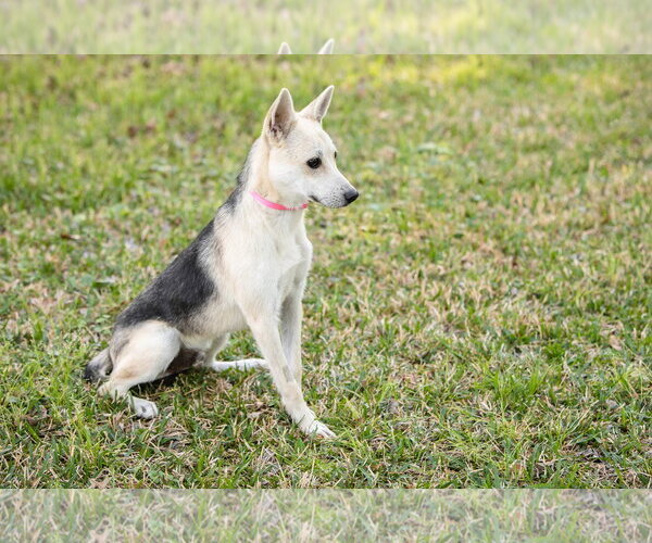 Medium Photo #3 German Shepherd Dog Puppy For Sale in Montgomery, AL, USA