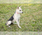 Small #2 German Shepherd Dog
