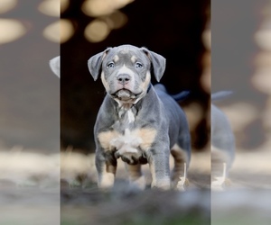 American Bully Puppy for sale in ELVERTA, CA, USA