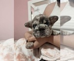Small #7 French Bulldog