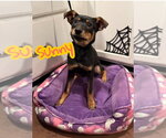 Small #3 German Shepherd Dog-Miniature Pinscher Mix