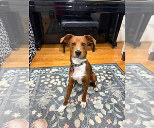 Mutt Dogs for adoption in Mundelein, IL, USA