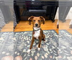Small Mutt
