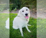 Small #2 Great Pyrenees
