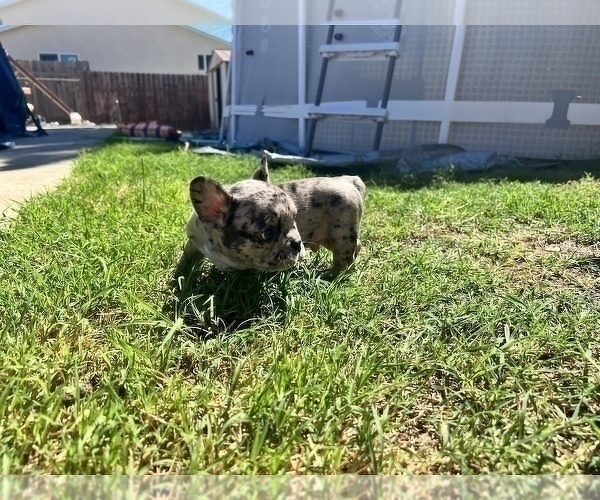 Medium Photo #4 French Bulldog Puppy For Sale in SAN DIEGO, CA, USA