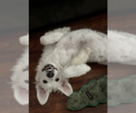 Small #3 Great Pyrenees