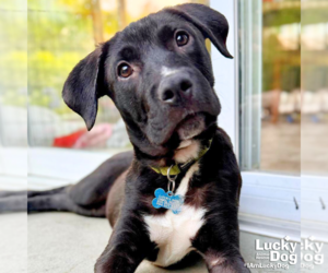 Labrador Retriever-Unknown Mix Dogs for adoption in Washington, DC, USA