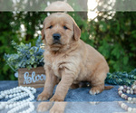 Small Photo #21 Golden Retriever Puppy For Sale in NAPPANEE, IN, USA