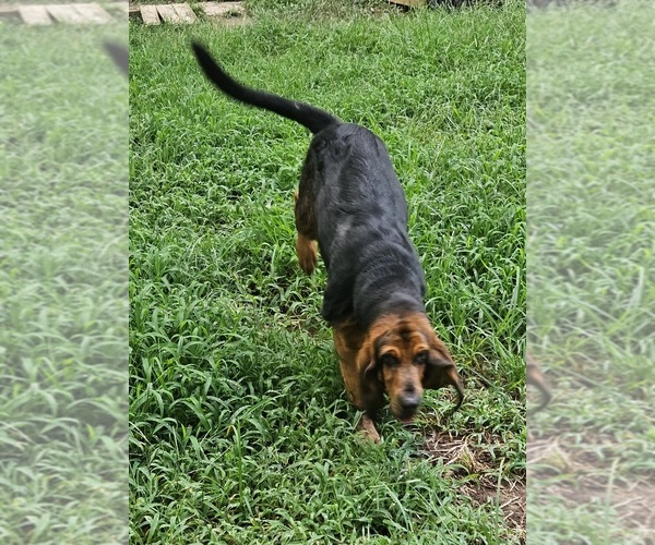 Medium Photo #3 Bloodhound Puppy For Sale in TOCCOA, GA, USA