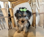Small Photo #8 Yorkshire Terrier Puppy For Sale in LANCASTER, MO, USA