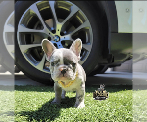 French Bulldog Puppy for Sale in LOS ANGELES, California USA