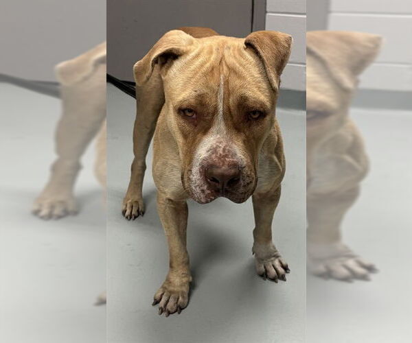 Medium Photo #1 Mutt Puppy For Sale in St. Cloud, FL, USA