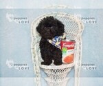Small Photo #10 Poodle (Toy) Puppy For Sale in SANGER, TX, USA