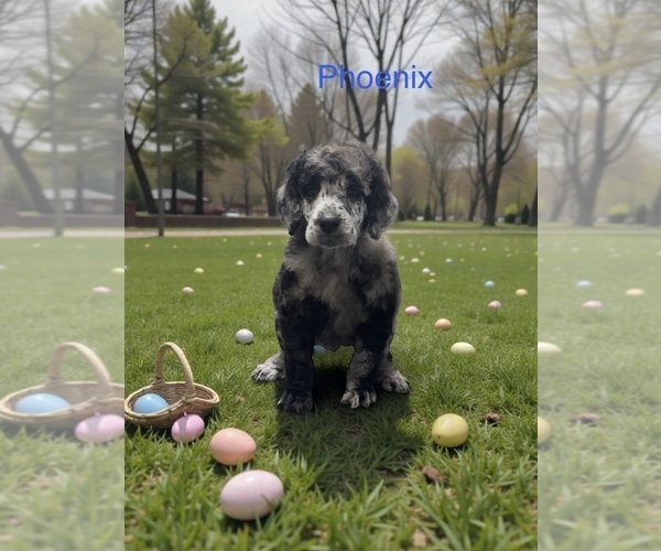 Medium Photo #1 Poodle (Standard) Puppy For Sale in COALGATE, OK, USA