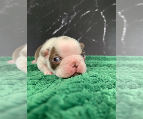 Medium Photo #16 Boston Terrier Puppy For Sale in TULARE, CA, USA