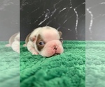 Small #15 Boston Terrier
