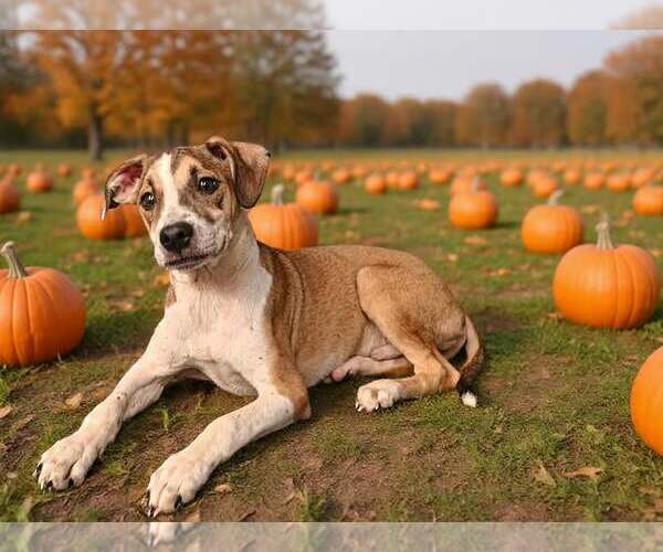 Medium Photo #3 Mutt Puppy For Sale in Talladega, AL, USA