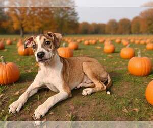 Fritz 26/739 - Male Mutt Dog for Adoption - Photo #3