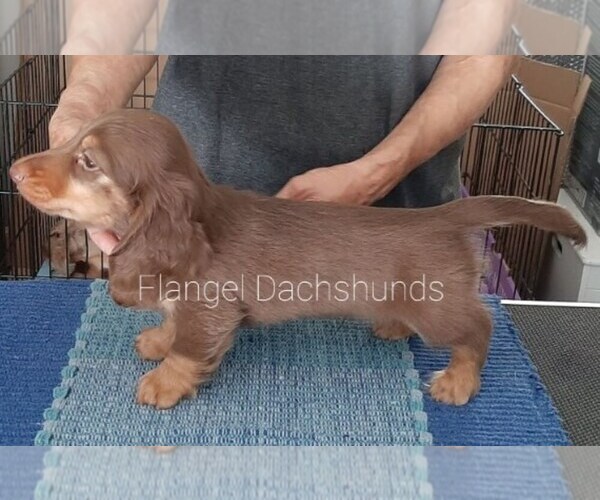 Medium Photo #1 Dachshund Puppy For Sale in VALDOSTA, GA, USA