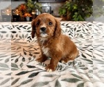 Small #1 Cavapoo