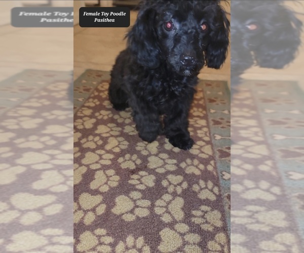 Medium Photo #3 Poodle (Toy) Puppy For Sale in TUCSON, AZ, USA