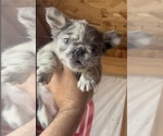 Small Photo #12 English Bulldog Puppy For Sale in CHARLOTTE, NC, USA