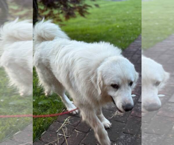 Medium Photo #8 Great Pyrenees Puppy For Sale in Croydon, NH, USA