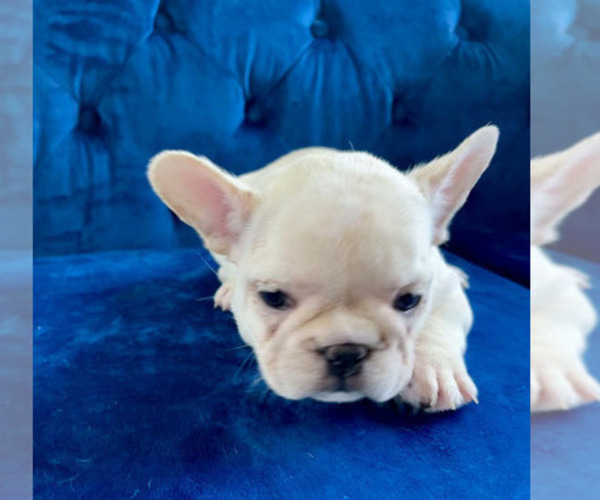 Medium Photo #15 French Bulldog Puppy For Sale in HOUSTON, TX, USA