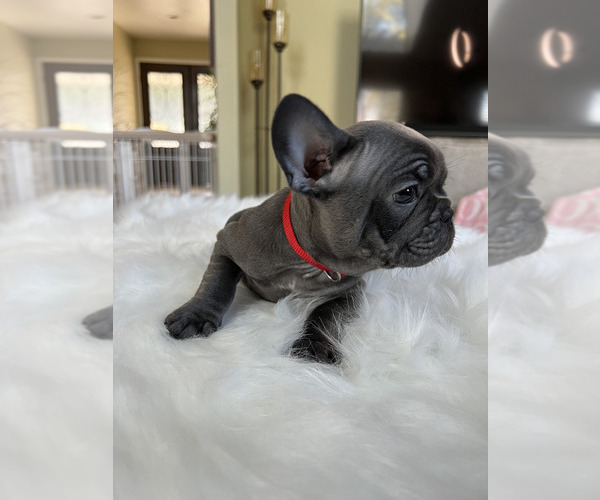 Medium Photo #8 French Bulldog Puppy For Sale in CHINO HILLS, CA, USA